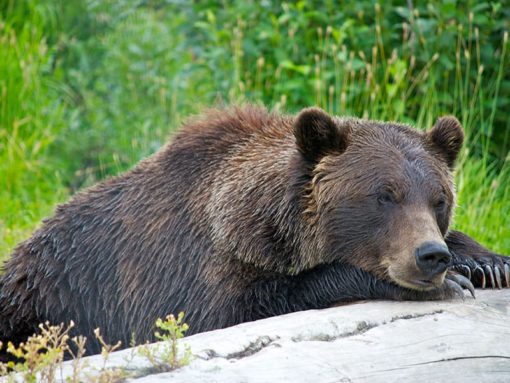 Alaska Brown bear