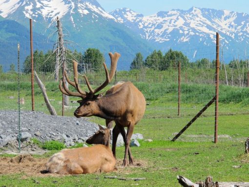 Wildlife Alaska Elk