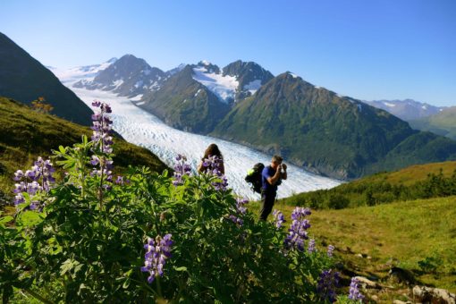 Wildflowers Spencer Glacier Heli Hiking Adventure