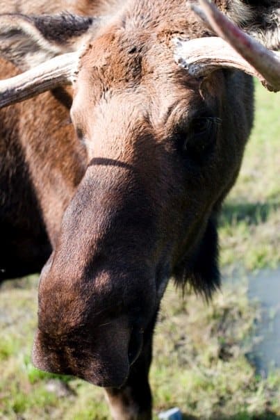 Moose shedding its horns